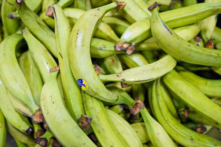 PLANTAINS! A STAPLE FOOD IN LATIN AMERICA’S COUSINE
